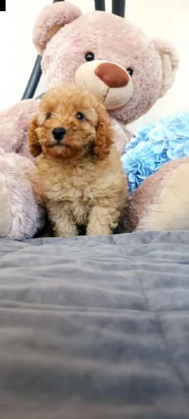 cuccioli di barboncino  | Foto 5