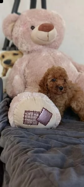 cuccioli di barboncino  | Foto 2