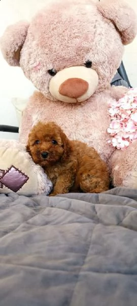 cuccioli di barboncino  | Foto 0