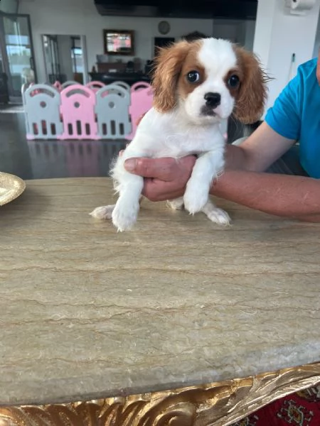 cuccioli di cavalier king  | Foto 2
