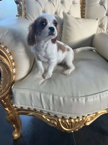 cuccioli di cavalier king  | Foto 0