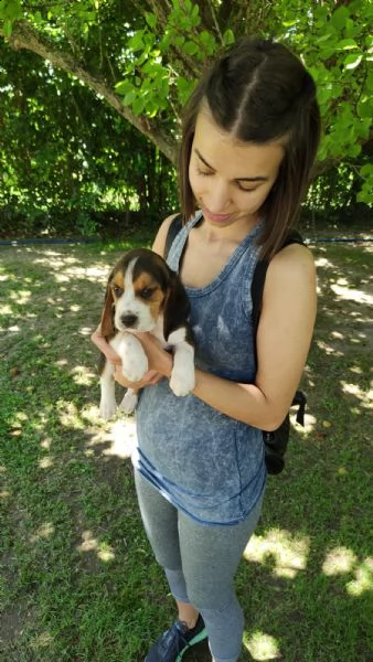 cuccioli di beagle  | Foto 0