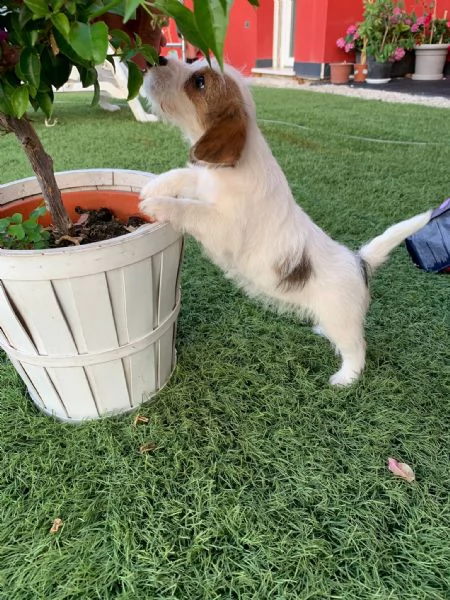 jack russell enci  | Foto 2