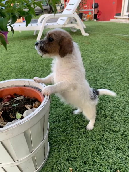 jack russell enci  | Foto 1