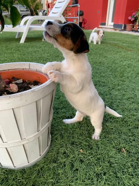 jack russell enci  | Foto 0