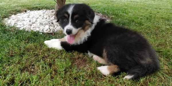 pastore australiano australian shepherd maschietto | Foto 1