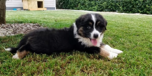 pastore australiano australian shepherd maschietto | Foto 0