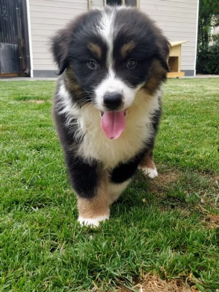 pastore australiano australian shepherd maschietto