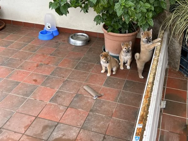 cuccioli di shiba inu  | Foto 1