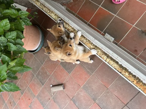 cuccioli di shiba inu  | Foto 0