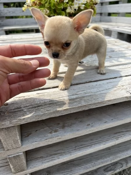 chihuahua toy 