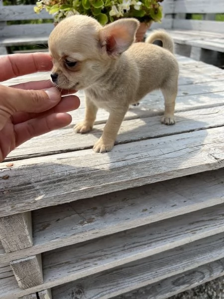 chihuahua toy  | Foto 3