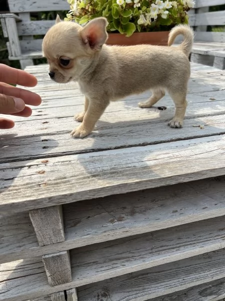 chihuahua toy  | Foto 2