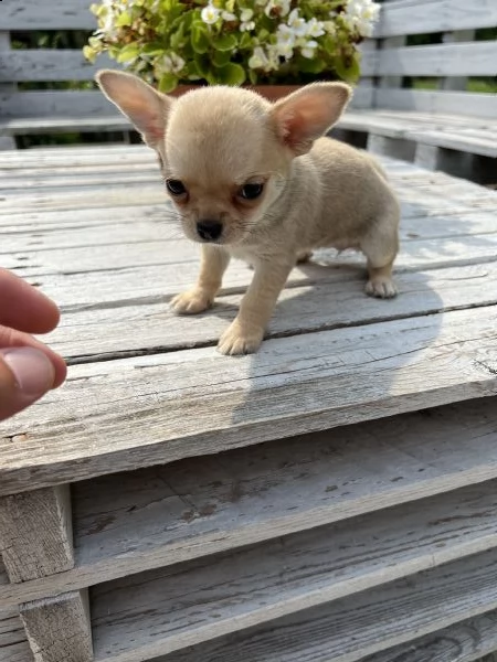 chihuahua toy  | Foto 1