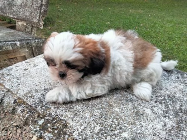 cuccioli di shihtzu  | Foto 2