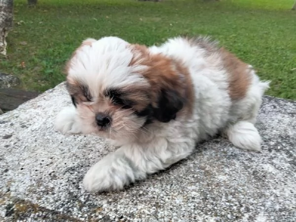 cuccioli di shihtzu  | Foto 0