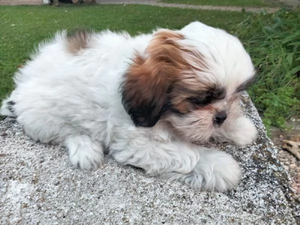 cuccioli di shihtzu 