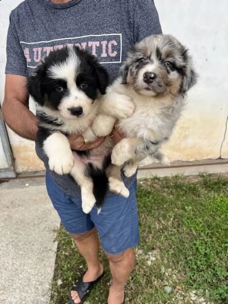 pastore australiano  | Foto 1