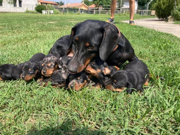 cuccioli di bassotto  | Foto 2