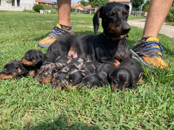 cuccioli di bassotto 