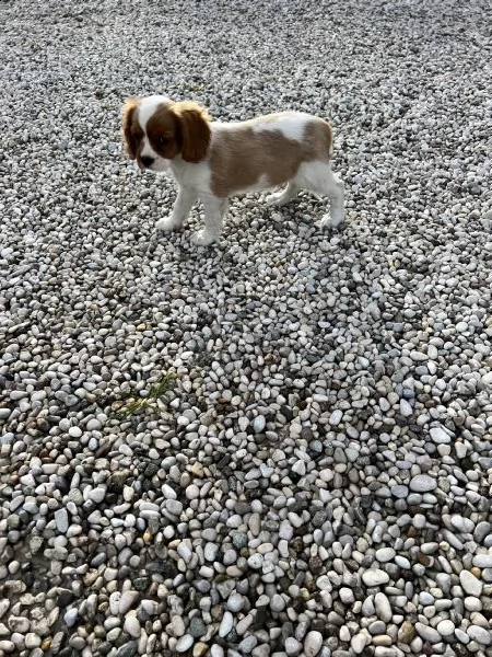 cuccioli di cavalier king solo maschietti  | Foto 3