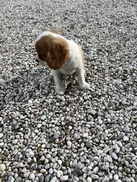 cuccioli di cavalier king solo maschietti  | Foto 2