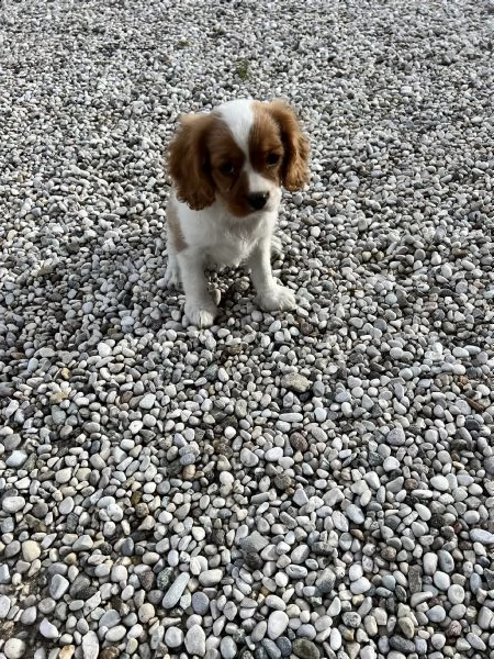 cuccioli di cavalier king solo maschietti  | Foto 1