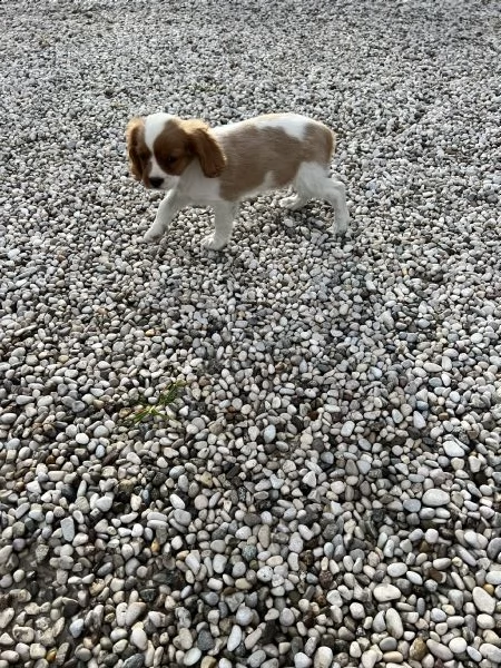 cuccioli di cavalier king solo maschietti  | Foto 0