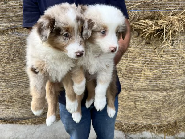 cuccioli di australian shepherd pastore australiano  | Foto 1