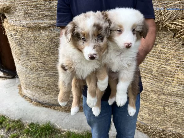 cuccioli di australian shepherd pastore australiano  | Foto 0