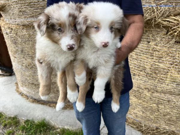 cuccioli di australian shepherd pastore australiano 