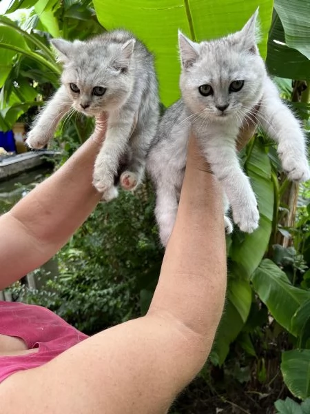 gattini burmilla  | Foto 3