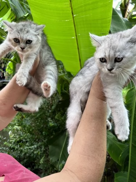 gattini burmilla  | Foto 2