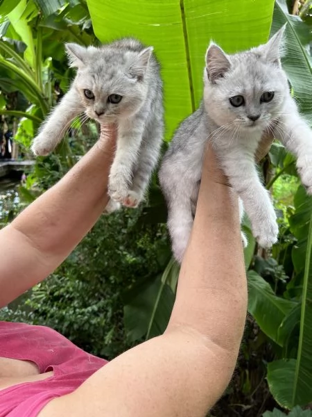 gattini burmilla  | Foto 1