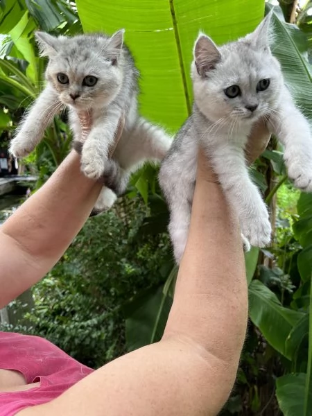gattini burmilla  | Foto 0