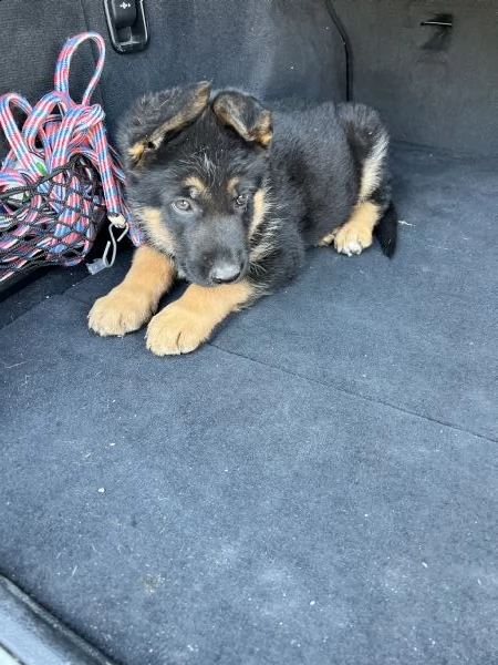 cuccioli maschietti di pastore tedesco 