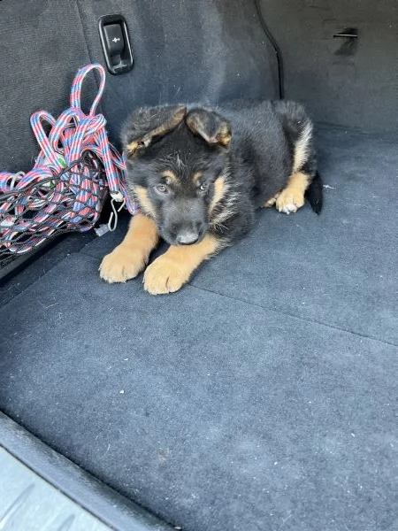cuccioli maschietti di pastore tedesco  | Foto 2