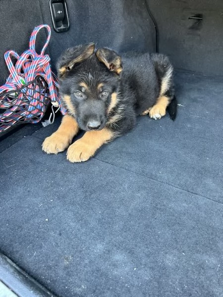 cuccioli maschietti di pastore tedesco  | Foto 0