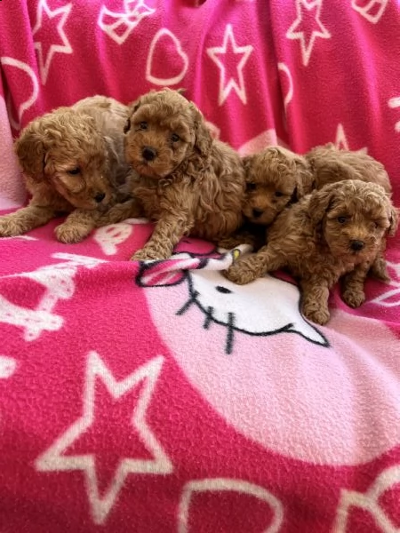 cuccioli di barboncino red  | Foto 2