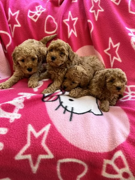 cuccioli di barboncino red  | Foto 1