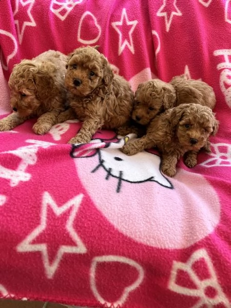 cuccioli di barboncino red  | Foto 0