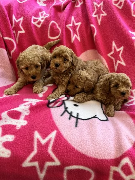 cuccioli di barboncino red 