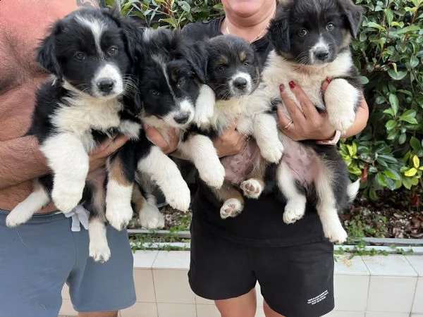 cuccioli di pastore australiano  | Foto 2