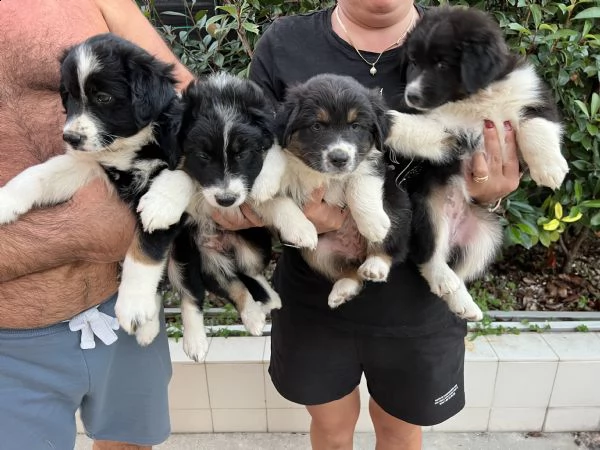 cuccioli di pastore australiano  | Foto 0