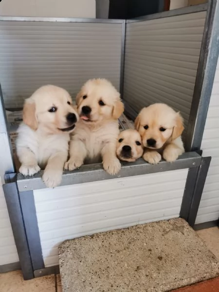 cuccioli di golden retriever 