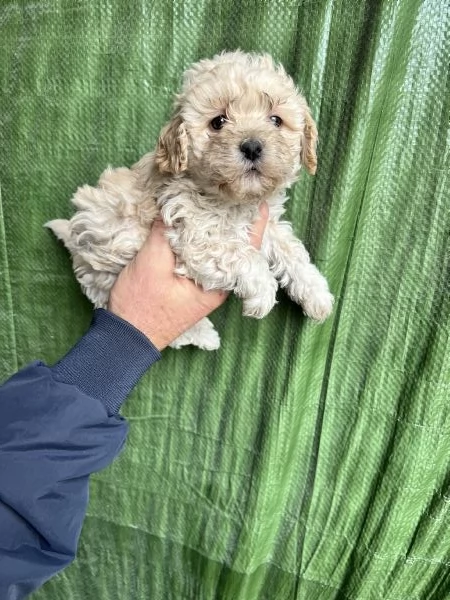 Cuccioli di Maltipoo 
