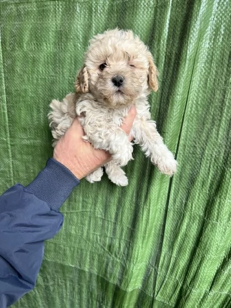 Cuccioli di Maltipoo  | Foto 0