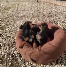 Cuccioli di Pinscher  | Foto 5