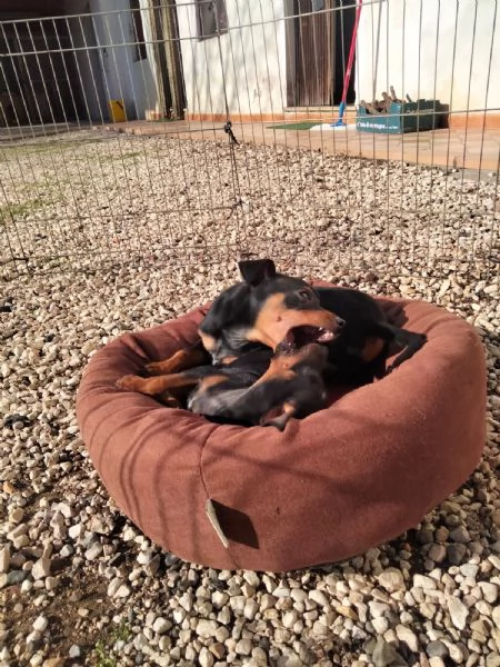 Cuccioli di Pinscher  | Foto 4
