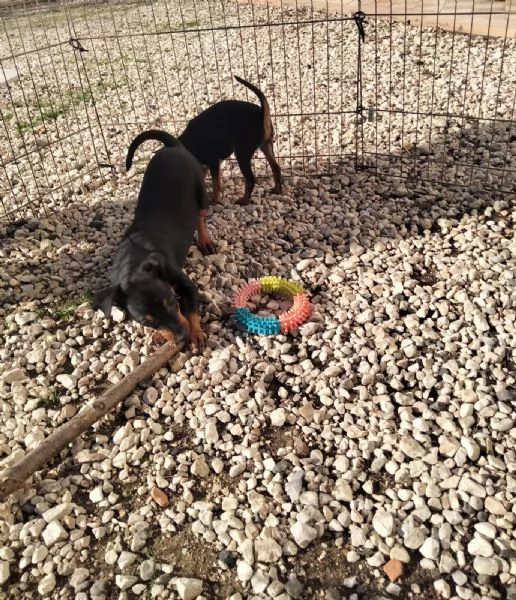 Cuccioli di Pinscher  | Foto 3